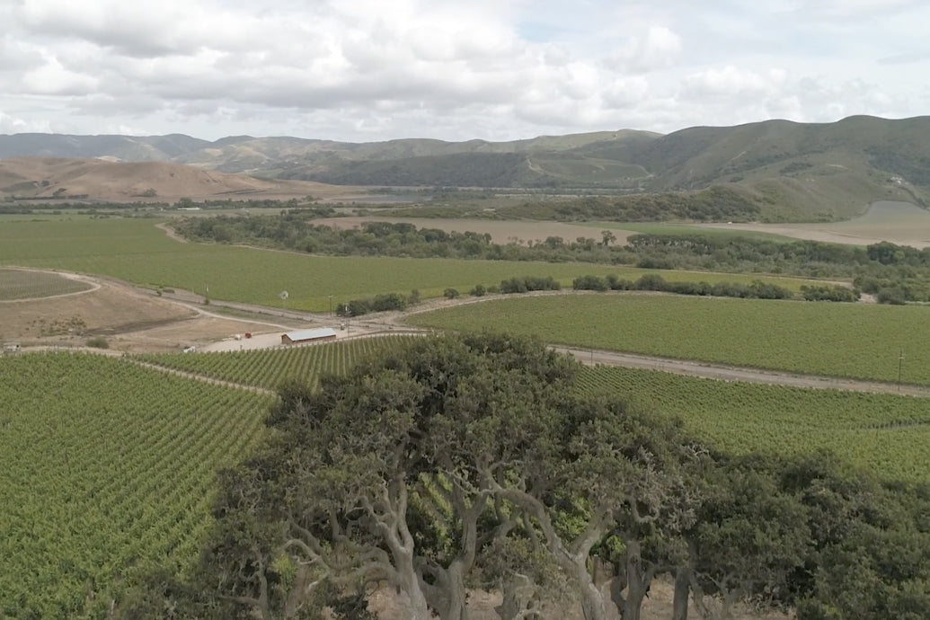 2021 Vintage release